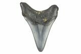 Juvenile Megalodon Tooth - North Carolina #147736-1
